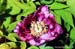 Rockii Peony: YU LAN ZI